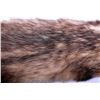 Image 14 : Beaver Rug And Possum/ Muskrat Hide Collection