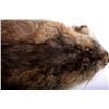 Image 18 : Beaver Rug And Possum/ Muskrat Hide Collection