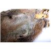 Image 19 : Beaver Rug And Possum/ Muskrat Hide Collection