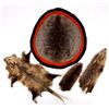 Image 1 : Beaver Rug And Possum/ Muskrat Hide Collection
