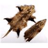 Image 8 : Beaver Rug And Possum/ Muskrat Hide Collection