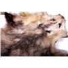 Image 9 : Beaver Rug And Possum/ Muskrat Hide Collection