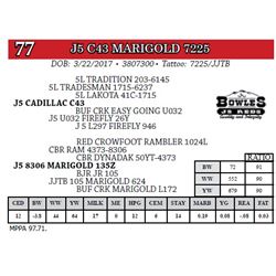 J5 C43 MARIGOLD 7225