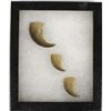 Image 1 : 3 Animal Claws