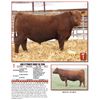 Image 1 : Lot 1 Bull