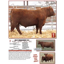 Lot 2 bull