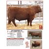 Image 1 : Lot 2 bull