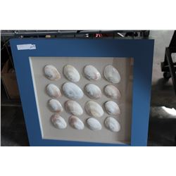 SHELL SHADOWBOX
