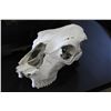 Image 1 : ANIMAL SKULL