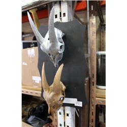 TWO MOUNTED GOAT SKULLS