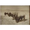Image 1 : L.A. Huffman collotype A Buffalo Family,  10" x 12", framed