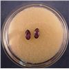 2 Yogo Sapphires, .38 ct tw/ 4.9 x 2.7 mm each