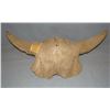 Image 3 : Buffalo skull found near Miles City; Bone 11" hide scraper; 2 stone grinders