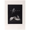 Image 1 : Kazuhisa Honda, Jumping Frog, Mezzotint