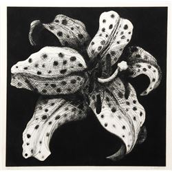 Lowell Blair Nesbitt, Spotted Lily on Black, Etching