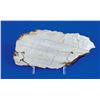 Image 1 : Agoudal Iron Meteorite Slice