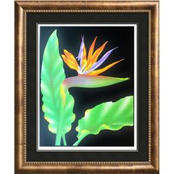 1980 Birds Of Paradise
