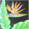 Image 3 : 1980 Birds Of Paradise