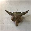 Image 1 : Painted Buffalo Skull