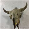 Image 1 : Buffalo Skull