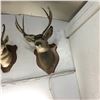 Image 1 : Taxidermy : Mule Deer (Tag #436)