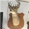 Image 1 : Taxidermy : White Tail Deer (Tag #437)