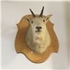Image 1 : Taxidermy : Mountain Goat (Tag #438)