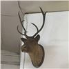 Image 1 : Taxidermy : Caribou (Tag #435)