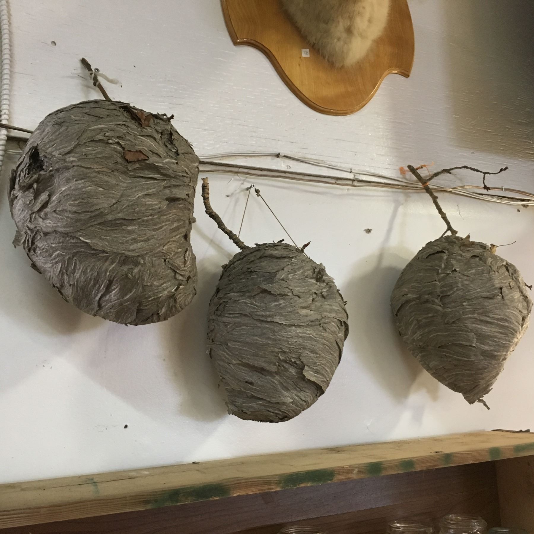 Preserved Bee Hives (3)