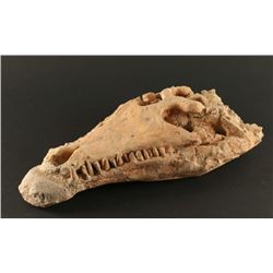 Petrified Crocodile Skull