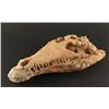 Image 1 : Petrified Crocodile Skull