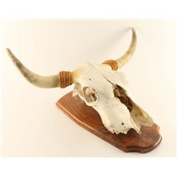 Bull Skull Mounted on Board