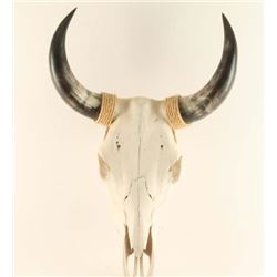 Bull Skull