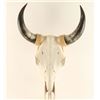 Image 1 : Bull Skull