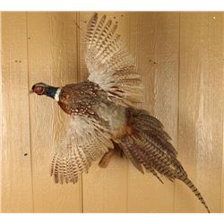 Pheasant Mount