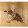 Image 1 : Pheasant Mount