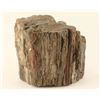 Image 1 : Petrified Wood