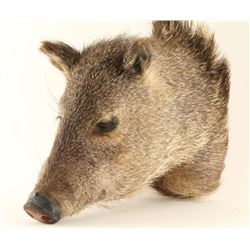 Javelina Head Mount