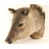 Image 1 : Javelina Head Mount