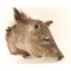 Image 2 : Javelina Head Mount
