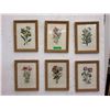 Image 1 : 6 Vintage Jo Jacobus de Rubeis Framed Botanicals
