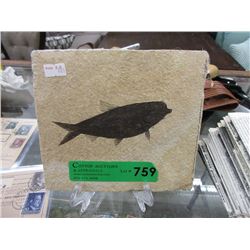 Green River Formation Fossil