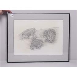 Celia Goadkin '85 Drawing  Amphibians