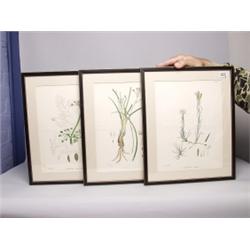 Three Antique Botanical Prints