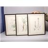 Image 1 : Three Antique Botanical Prints