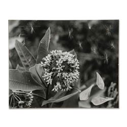 Lyons, Tanya (20th Century), Canadian