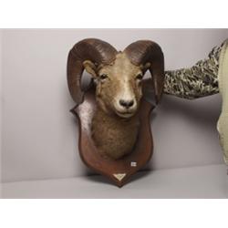 NK Luxton Taxidermist Banff Mt. Sheep
