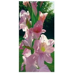 Katie's Gladiola by Davis, Brian