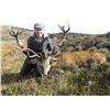 Image 3 : Scotland Red Stag Hunt