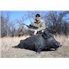 Image 2 : Texas Wild Hog Hunt for Two Hunters
